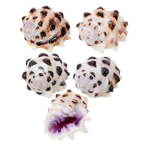 VILLFUL 5 Stück Mini-muschelschalen-Dekorationen Muscheln Aquarium-Dekorationen Muschel Aquarium-Muschel-Dekoration VILLFUL 5 Stück Mini-muschelschalen-Dekorationen Muscheln Aquarium-Dekorationen Muschel Aquarium-Muschel-Dekoration von VILLFUL