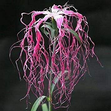 VISA STORE 100 Samen Dianthus Spooky Mix Samen (Dianthus Superbus) von Astonish