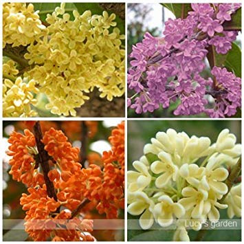 VISA STORE 15pcs Hof Fragrant Samen, Osmanthus fragrans Samen, Samen Mischfarbe sementes Garten von Astonish