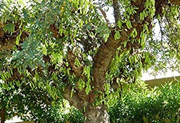 VISA STORE Carob Samen, Johannisbrotbaum, Samen Samen (Edible, Evergreen) 10 von Astonish