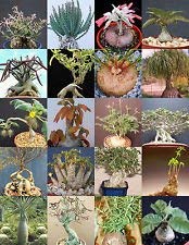 VISA STORE Caudex Samen Samen Seltene Basismix Exotische caudiciform Succulents Bonsai 50 Samen von Astonish