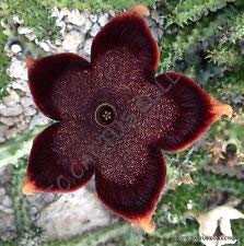 VISA STORE EDIOLEA, Exotische Huernia Rare orbea Sukkulenten Stapelia Seed -5 Seeds von Astonish