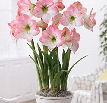 VISA STORE Maiweilai Berserk Spezi Promotion! 50 PC Amaryllis Seeds Hippeastrum Seeds Barbados Lily Seeds (Nicht Samen) Dachterrasse: 4 von VISA STORE