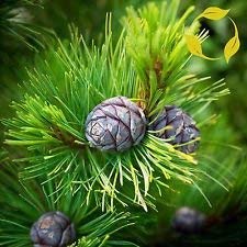 VISA STORE Russische Cedar Pinus Cembra - 10+ Seeds von Astonish