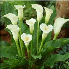 VISTARIC 2ST Gladiolen Zwiebeln, Gladiole Blume (Nicht Gladiolen Samen) Schöne Blumenzwiebeln Symbolisiert Nostalgie, Hausgarten Pflanze Bonsai 19 von VISTARIC