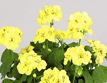 VISTARIC Geranie, erste Yellow. one der härtesten Farben in Geranium. flower Samen Get Für Privatanwender Garden. bonsai Pflanzen -20 Seeds von VISTARIC