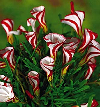 VISTARIC WeiÃŸ: 20pcs rote und weiÃŸe Edelweiss (Leontopodium Alpinum) Samen Blumen Mini Bonsai Pflanzen für Garten-Ausgangstopf Freies Verschiffen von VISTARIC