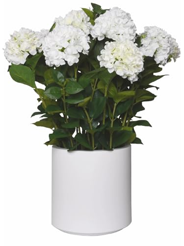 VIVANNO Kunstpflanze Hortensie Hydrangea Weiß im weißen Dekotopf 90x70 cm VIVANNO Kunstpflanze Hortensie Hydrangea Weiß im weißen Dekotopf 90x70 cm von VIVANNO