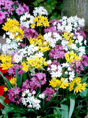 Allium,winterharte mehrjährige,allium giganteum,selten,Dekorative,Garteneinsätze im Freien.-15Wurzel-I Allium,winterharte mehrjährige,allium giganteum,selten,Dekorative,Garteneinsätze im Freien.-15Wurzel-I von VJIDOSO