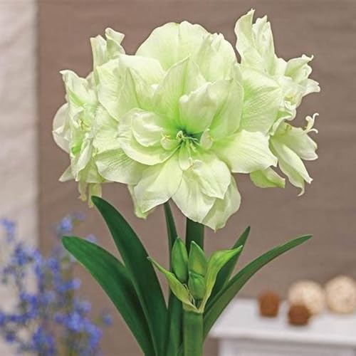 Amaryllis Knollen mehrjährig winterhart,Gartenanbau,amaryllis weiß,Anmut,Frische Geschnittene,Amaryllis,schöne große,Amaryllis pflanze Winterharte.-2zwiebeln-F Amaryllis Knollen mehrjährig winterhart,Gartenanbau,amaryllis weiß,Anmut,Frische Geschnittene,Amaryllis,schöne große,Amaryllis pflanze Winterharte.-2zwiebeln-F von VJIDOSO