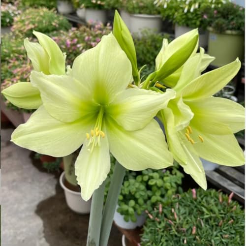 Amaryllis Knollen mehrjährig winterhart,Gartenanbau,amaryllis weiß,Anmut,Frische Geschnittene,schöne große,Amaryllis pflanze Winterharte.-2zwiebeln-E Amaryllis Knollen mehrjährig winterhart,Gartenanbau,amaryllis weiß,Anmut,Frische Geschnittene,schöne große,Amaryllis pflanze Winterharte.-2zwiebeln-E von VJIDOSO