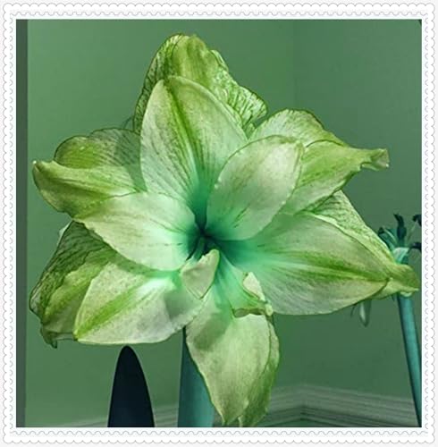 Amaryllis blumenzwiebeln mehrjährig winterhart,Gartenanbau,amaryllis zwiebel weiß,Anmut,Frische Geschnittene Blumen,Winterharte pflanzen,schöne große blumen,Amaryllis pflanze.-1zwiebeln-F von VJIDOSO