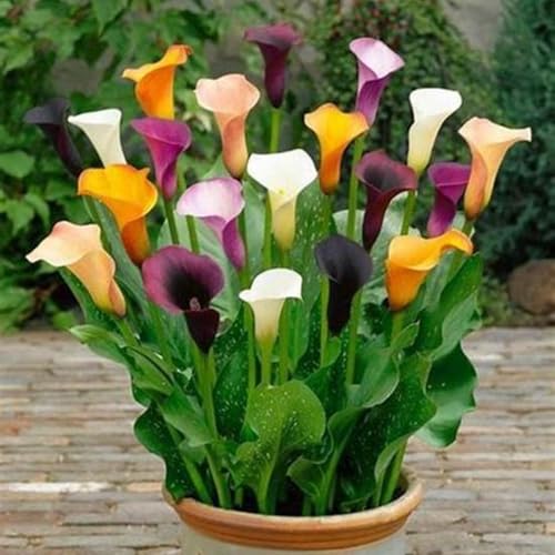 Calla Knollen,Irisierend,Calla pflanze knolle,Hervorragende verzierung,Winterharte mehrjährig,dekorative blumen,Calla Outdoor.-4zwiebeln-G von VJIDOSO