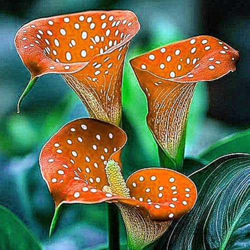Calla Knollen,Irisierend,Calla pflanze knolle,Hervorragende verzierung,Winterharte mehrjährig,dekorative blumen,Calla Outdoor.-6zwiebeln-C Calla Knollen,Irisierend,Calla pflanze knolle,Hervorragende verzierung,Winterharte mehrjährig,dekorative blumen,Calla Outdoor.-6zwiebeln-C von VJIDOSO