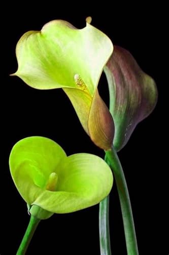 Calla Lilien Einfach zu Pflegen,Wunderschön,Schnelles Wachstum-mit Auffälligen Blüten-2Calla lily rhizome-D Calla Lilien Einfach zu Pflegen,Wunderschön,Schnelles Wachstum-mit Auffälligen Blüten-2Calla lily rhizome-D von VJIDOSO