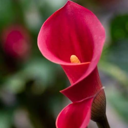 Calla Lilien Einfach zu Pflegen,Wunderschön,Schnelles Wachstum-mit Auffälligen Blüten-2Calla lily rhizome-E Calla Lilien Einfach zu Pflegen,Wunderschön,Schnelles Wachstum-mit Auffälligen Blüten-2Calla lily rhizome-E von VJIDOSO