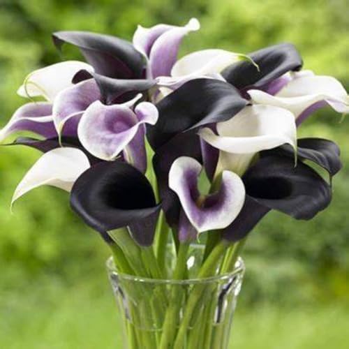 Calla Lilien Einfach zu Pflegen,Wunderschön,Schnelles Wachstum-mit Auffälligen Blüten-2Calla lily rhizome-H Calla Lilien Einfach zu Pflegen,Wunderschön,Schnelles Wachstum-mit Auffälligen Blüten-2Calla lily rhizome-H von VJIDOSO
