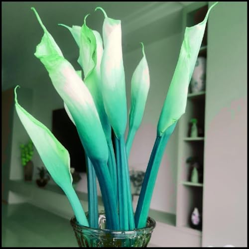 Calla Lilien Einfach zu Pflegen,Wunderschön,Schnelles Wachstum-mit Auffälligen Blüten-4Calla lily rhizome-B Calla Lilien Einfach zu Pflegen,Wunderschön,Schnelles Wachstum-mit Auffälligen Blüten-4Calla lily rhizome-B von VJIDOSO
