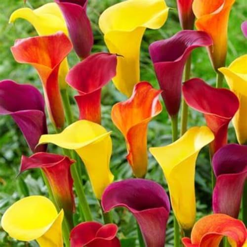 Calla Lilien Einfach zu Pflegen,Wunderschön,Schnelles Wachstum-mit Auffälligen Blüten-6Calla lily rhizome-G Calla Lilien Einfach zu Pflegen,Wunderschön,Schnelles Wachstum-mit Auffälligen Blüten-6Calla lily rhizome-G von VJIDOSO