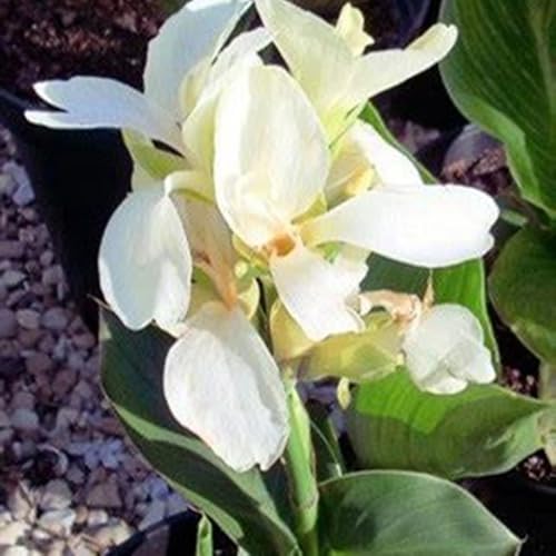 Canna Knollen,winterharte pflanzenAnmut,Große Blüten,Canna,Lange Blütezeit,mehrjährig winterhart,Viele Sorten,Indisches Blumenrohr Knollen,Gartendekoration.-3zwiebeln-A Canna Knollen,winterharte pflanzenAnmut,Große Blüten,Canna,Lange Blütezeit,mehrjährig winterhart,Viele Sorten,Indisches Blumenrohr Knollen,Gartendekoration.-3zwiebeln-A von VJIDOSO