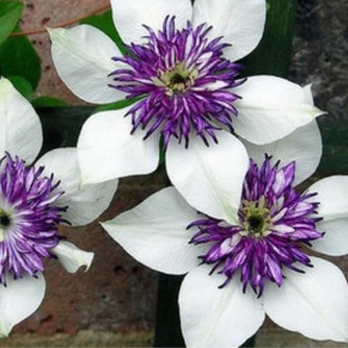 Clematis Knollen winterhart mehrjährig,Dekorative Blumen,seltene pflanzen,clematis Rhizome,Schnittblumen,clematis pflanzen kaufen.-4zwiebeln-F Clematis Knollen winterhart mehrjährig,Dekorative Blumen,seltene pflanzen,clematis Rhizome,Schnittblumen,clematis pflanzen kaufen.-4zwiebeln-F von VJIDOSO