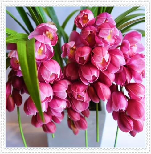 Cymbidium Knollen,schnittblumen,Selten,Anmut,Cymbidium winterharte mehrjährige pflanzen,Dekorative blumen,Gartenzwiebeln,Cymbidium Pflanzen.-8zwiebeln-A Cymbidium Knollen,schnittblumen,Selten,Anmut,Cymbidium winterharte mehrjährige pflanzen,Dekorative blumen,Gartenzwiebeln,Cymbidium Pflanzen.-8zwiebeln-A von VJIDOSO