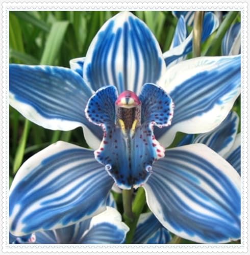 Cymbidium Knollen,schnittblumen,Selten,Cymbidium winterharte mehrjährige pflanzen,Anmut,dekorative blumen,Gartenzwiebeln,Cymbidium Pflanzen.-3zwiebeln-I Cymbidium Knollen,schnittblumen,Selten,Cymbidium winterharte mehrjährige pflanzen,Anmut,dekorative blumen,Gartenzwiebeln,Cymbidium Pflanzen.-3zwiebeln-I von VJIDOSO