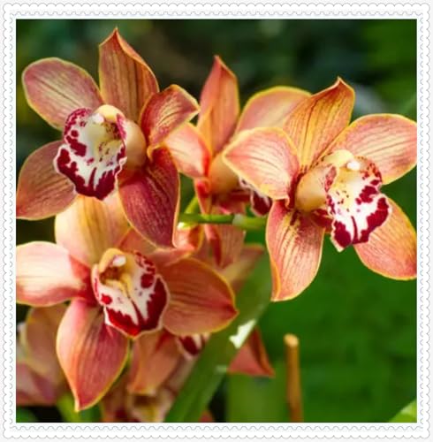 Cymbidium Knollen,schnittblumen,Selten,Cymbidium winterharte mehrjährige pflanzen,Anmut,dekorative blumen,Gartenzwiebeln,Cymbidium Pflanzen.-5zwiebeln-G Cymbidium Knollen,schnittblumen,Selten,Cymbidium winterharte mehrjährige pflanzen,Anmut,dekorative blumen,Gartenzwiebeln,Cymbidium Pflanzen.-5zwiebeln-G von VJIDOSO