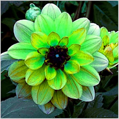 Einfach zu Pflegen,Schnelles Wachstum-mit Auffälligen Blüten,Wunderschön,Dahlien mehrjährig winterhart.-2 Dahlien rhizome-D Einfach zu Pflegen,Schnelles Wachstum-mit Auffälligen Blüten,Wunderschön,Dahlien mehrjährig winterhart.-2 Dahlien rhizome-D von VJIDOSO