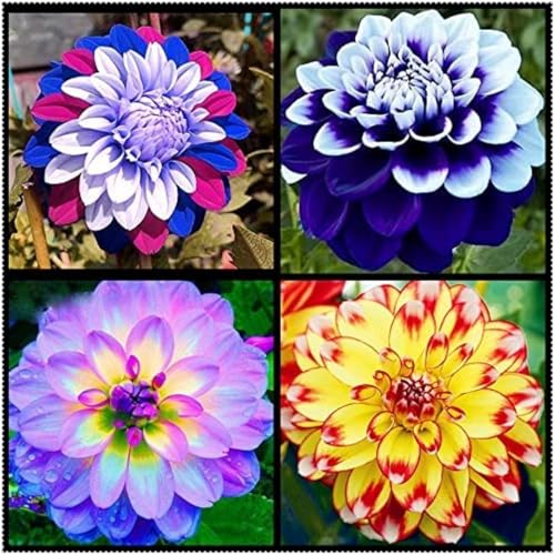 Einfach zu Pflegen,Schnelles Wachstum-mit Auffälligen Blüten,Wunderschön,Dahlien mehrjährig winterhart.-4 Dahlien rhizome-G Einfach zu Pflegen,Schnelles Wachstum-mit Auffälligen Blüten,Wunderschön,Dahlien mehrjährig winterhart.-4 Dahlien rhizome-G von VJIDOSO
