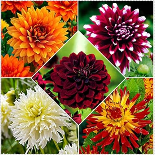 Einfach zu Pflegen,Schnelles Wachstum-mit Auffälligen Blüten,Wunderschön,Dahlien mehrjährig winterhart.-4 Dahlien rhizome-J Einfach zu Pflegen,Schnelles Wachstum-mit Auffälligen Blüten,Wunderschön,Dahlien mehrjährig winterhart.-4 Dahlien rhizome-J von VJIDOSO