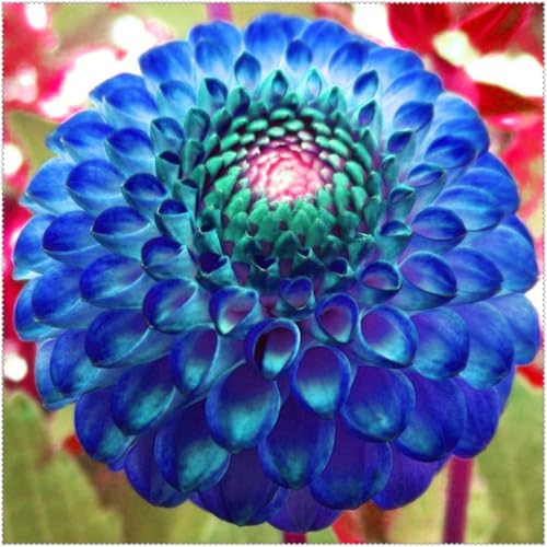 Einfach zu Pflegen,Schnelles Wachstum-mit Auffälligen Blüten,Wunderschön,Dahlien mehrjährig winterhart.-8 Dahlien rhizome-I von VJIDOSO