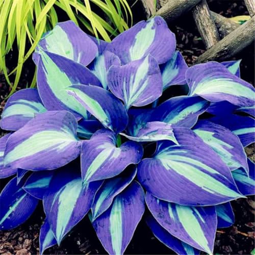 Funkien Knollen,Gartendekoration,Winterharte mehrjährig,Dekorative Blumen,winterharte pflanzen,Hervorragende Verzierung,Hostas funkien,Hosta Mix pflanze winterhart.-15zwiebeln-D Funkien Knollen,Gartendekoration,Winterharte mehrjährig,Dekorative Blumen,winterharte pflanzen,Hervorragende Verzierung,Hostas funkien,Hosta Mix pflanze winterhart.-15zwiebeln-D von VJIDOSO