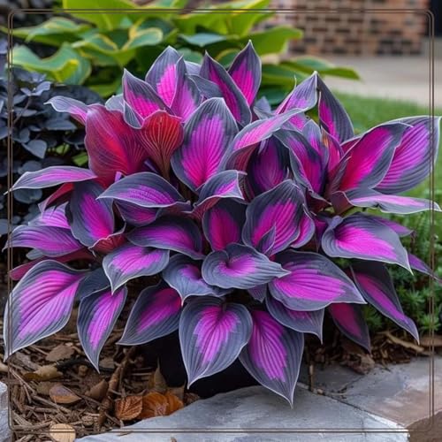 Funkien Knollen,Gartendekoration,Winterharte mehrjährig,Dekorative Blumen,winterharte pflanzen,Hervorragende Verzierung,Hostas funkien,Hosta Mix pflanze winterhart.-6zwiebeln-G Funkien Knollen,Gartendekoration,Winterharte mehrjährig,Dekorative Blumen,winterharte pflanzen,Hervorragende Verzierung,Hostas funkien,Hosta Mix pflanze winterhart.-6zwiebeln-G von VJIDOSO