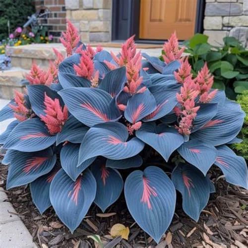 Funkien Knollen,Gartendekoration,Winterharte mehrjährig,Dekorative Blumen,winterharte pflanzen,Hervorragende Verzierung,Hostas funkien,Hosta Mix pflanze winterhart.-8zwiebeln-B Funkien Knollen,Gartendekoration,Winterharte mehrjährig,Dekorative Blumen,winterharte pflanzen,Hervorragende Verzierung,Hostas funkien,Hosta Mix pflanze winterhart.-8zwiebeln-B von VJIDOSO