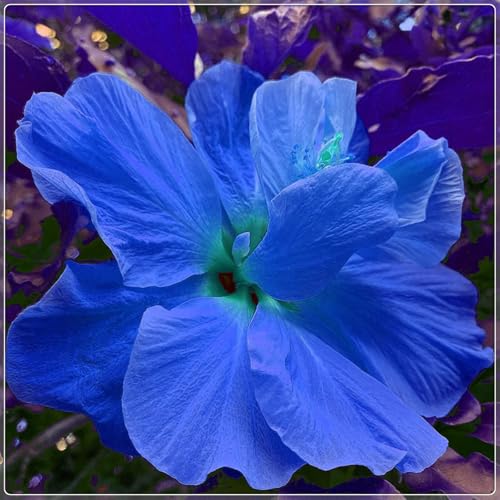 Hibiscus Knollen,Blumenzwiebeln Mehrjährig winterhart,Gartenzwiebeln,Ausgezeichnete Verzierung,Mysteriöse Magische Glühbirne,Hibiskus rhizom,seltene pflanzen.-1zwiebeln-E Hibiscus Knollen,Blumenzwiebeln Mehrjährig winterhart,Gartenzwiebeln,Ausgezeichnete Verzierung,Mysteriöse Magische Glühbirne,Hibiskus rhizom,seltene pflanzen.-1zwiebeln-E von VJIDOSO