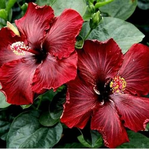 Hibiscus Knollen,Blumenzwiebeln Mehrjährig winterhart,Gartenzwiebeln,Ausgezeichnete Verzierung,Mysteriöse Magische Glühbirne,Hibiskus rhizom,seltene pflanzen.-2zwiebeln-C von VJIDOSO
