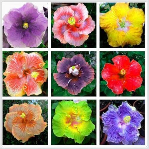 Hibiscus Knollen,Blumenzwiebeln Mehrjährig winterhart,Gartenzwiebeln,Ausgezeichnete Verzierung,Mysteriöse Magische Glühbirne,Hibiskus rhizom,seltene pflanzen.-5zwiebeln-F von VJIDOSO