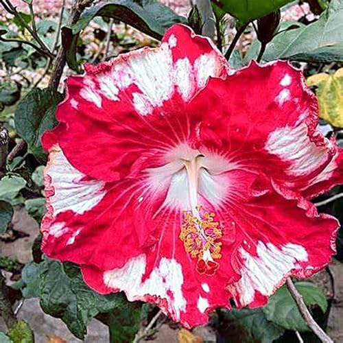 Hibiscus Knollen Mix,Wunderschön,Umwelt verschönern,Anmut,Garteneinsätze im Freien,pflanzen mehrjährig winterhart,Gartendekoration,winterharte,Hibiskus Pflanzen.-4zwiebeln-J Hibiscus Knollen Mix,Wunderschön,Umwelt verschönern,Anmut,Garteneinsätze im Freien,pflanzen mehrjährig winterhart,Gartendekoration,winterharte,Hibiskus Pflanzen.-4zwiebeln-J von VJIDOSO