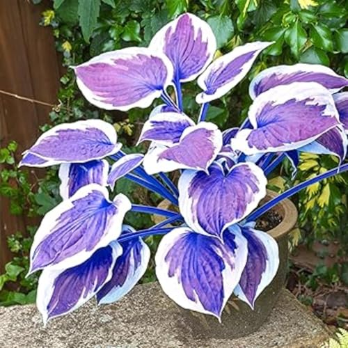 Hostas-mehrjährig winterhart,Wunderschön,Einfach zu Pflegen,Schnelles Wachstum-mit Auffälligen Blüten-15Funkien Wurzel-E Hostas-mehrjährig winterhart,Wunderschön,Einfach zu Pflegen,Schnelles Wachstum-mit Auffälligen Blüten-15Funkien Wurzel-E von VJIDOSO