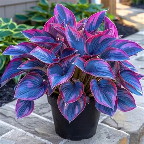 Hostas-mehrjährig winterhart,Wunderschön,Einfach zu Pflegen,Schnelles Wachstum-mit Auffälligen Blüten-15Funkien Wurzel-H Hostas-mehrjährig winterhart,Wunderschön,Einfach zu Pflegen,Schnelles Wachstum-mit Auffälligen Blüten-15Funkien Wurzel-H von VJIDOSO