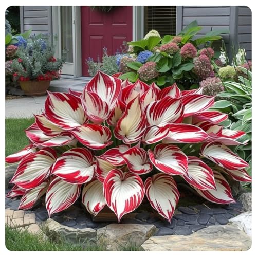 Hostas-mehrjährig winterhart,Wunderschön,Einfach zu Pflegen,Schnelles Wachstum-mit Auffälligen Blüten-4Funkien Wurzel-B Hostas-mehrjährig winterhart,Wunderschön,Einfach zu Pflegen,Schnelles Wachstum-mit Auffälligen Blüten-4Funkien Wurzel-B von VJIDOSO