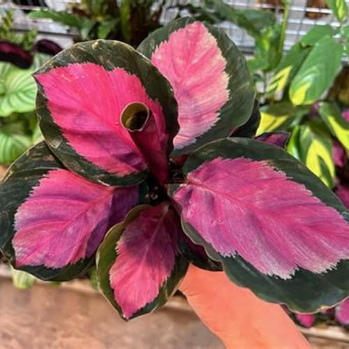 Hostas-mehrjährig winterhart,Wunderschön,Einfach zu Pflegen,Schnelles Wachstum-mit Auffälligen Blüten-4Funkien Wurzel-G von VJIDOSO
