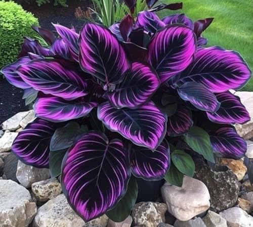 Hostas-mehrjährig winterhart,Wunderschön,Einfach zu Pflegen,pflegeleicht,Schnelles Wachstum-mit Auffälligen Blüten.-6Funkien Wurzel-I von VJIDOSO