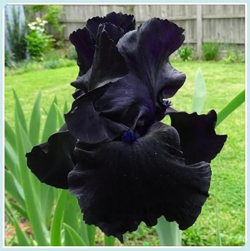 Iris Knollen,Sofort pflanzen,Winterhart,Iris-schwertlilie mix winterhart,Winterharte Mehrjährig pflanzen,Schwertlilie Rhizome,Anmut,Gartendekoration.- 10zwiebeln-C Iris Knollen,Sofort pflanzen,Winterhart,Iris-schwertlilie mix winterhart,Winterharte Mehrjährig pflanzen,Schwertlilie Rhizome,Anmut,Gartendekoration.- 10zwiebeln-C von VJIDOSO