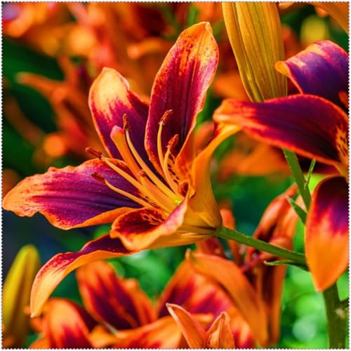 Lilium knollen mix,mehrjährig winterhart,Anmut,Lilien pflanzen im topf,Lilien winterhart,Dekorative,Ausgezeichnete Verzierung.-10 zwiebeln-I Lilium knollen mix,mehrjährig winterhart,Anmut,Lilien pflanzen im topf,Lilien winterhart,Dekorative,Ausgezeichnete Verzierung.-10 zwiebeln-I von VJIDOSO