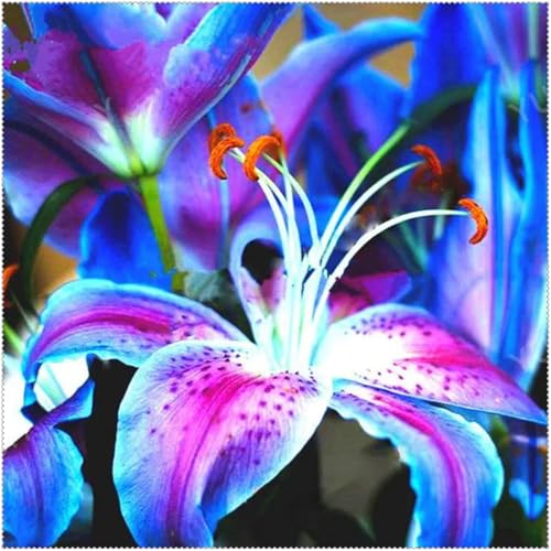 Lilium knollen mix,mehrjährig winterhart,Anmut,Lilien pflanzen im topf,Lilien winterhart,Dekorative,Ausgezeichnete Verzierung.-4 zwiebeln-C Lilium knollen mix,mehrjährig winterhart,Anmut,Lilien pflanzen im topf,Lilien winterhart,Dekorative,Ausgezeichnete Verzierung.-4 zwiebeln-C von VJIDOSO
