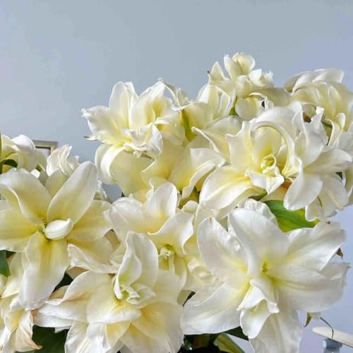 Lilium knollen mix,mehrjährig winterhart,Anmut,Lilien pflanzen im topf,Lilien winterhart,Dekorative,Ausgezeichnete Verzierung.-4 zwiebeln-J von VJIDOSO