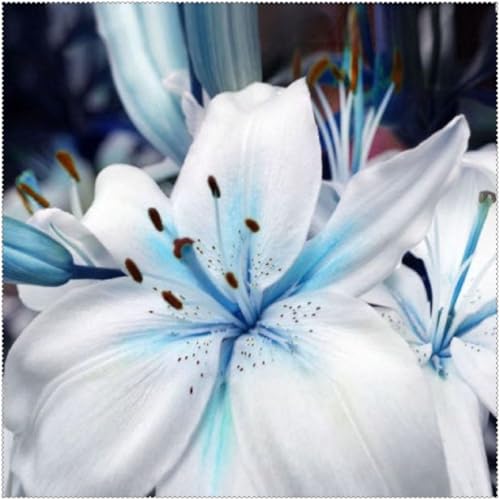 Lilium knollen mix,mehrjährig winterhart,Anmut,Lilien pflanzen im topf,Lilien winterhart,Dekorative,Ausgezeichnete Verzierung.-6 zwiebeln-E von VJIDOSO