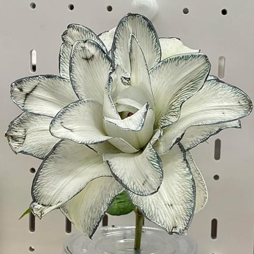 Lilium knollen mix,mehrjährig winterhart,Anmut,Lilien pflanzen im topf,Lilien winterhart,Dekorative,Ausgezeichnete Verzierung.-6 zwiebeln-G von VJIDOSO